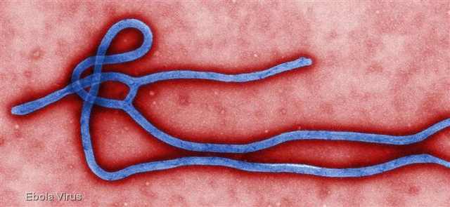 Everything You Need to Know About Ebola