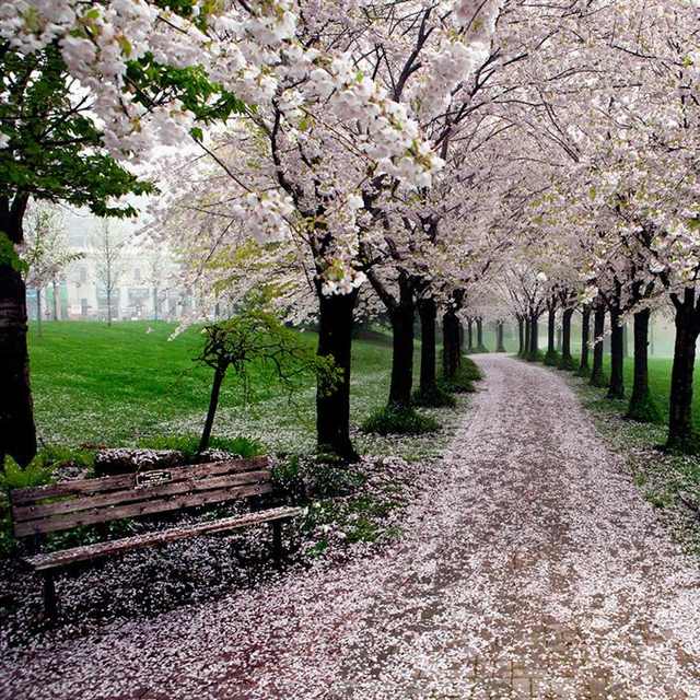 beautiful paths to walk