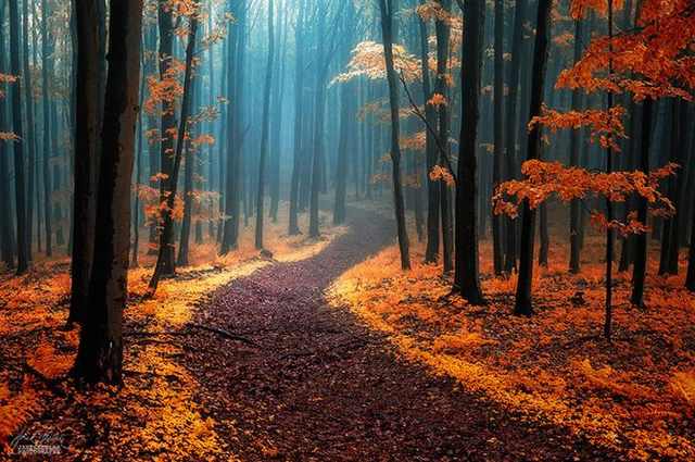 beautiful paths to walk