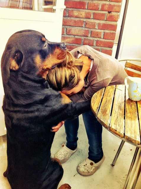 dog hugs