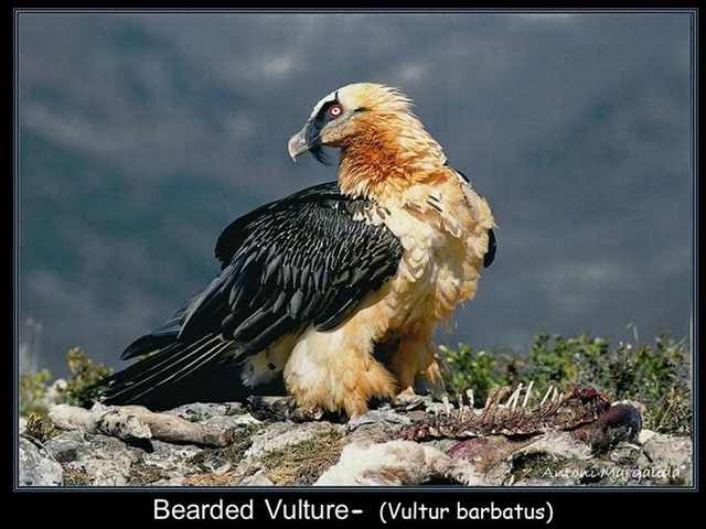 Great wing display!  Harpy eagle, Beautiful birds, Animals beautiful