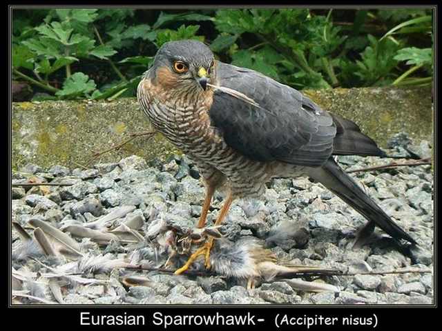 Birds of Prey: How to Find and Photograph Raptors - Nature TTL