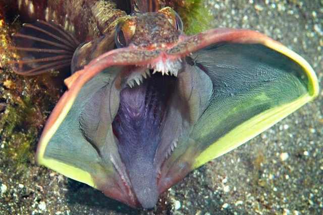 weird sea creatures animals