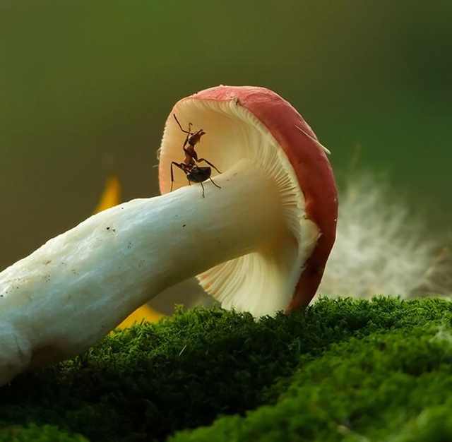 mushroom photos
