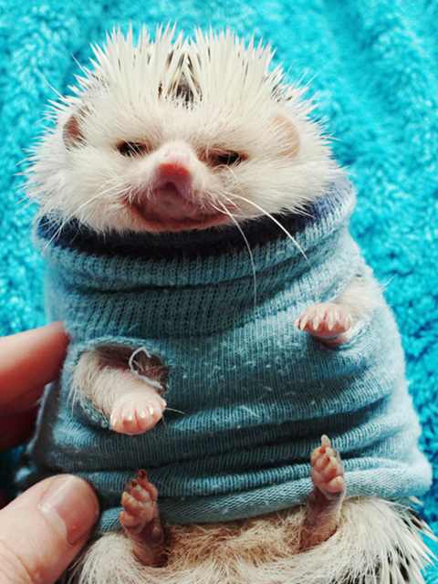 72 Tiny Animals In Tiny Sweaters That Will Make You Go Aww