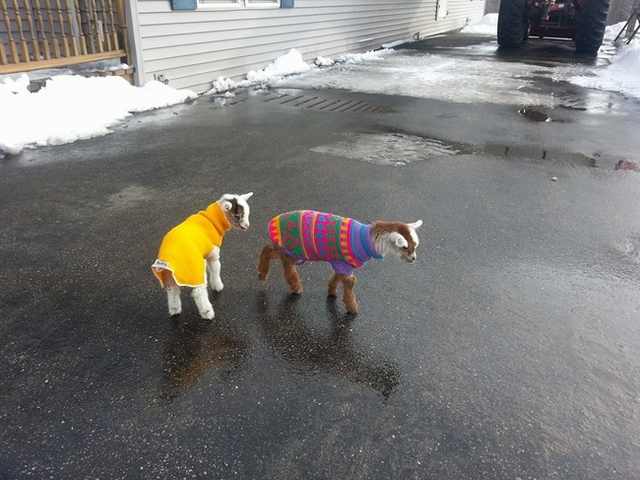 animals in sweaters