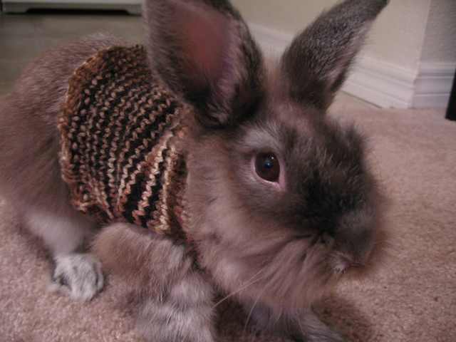 animals in sweaters