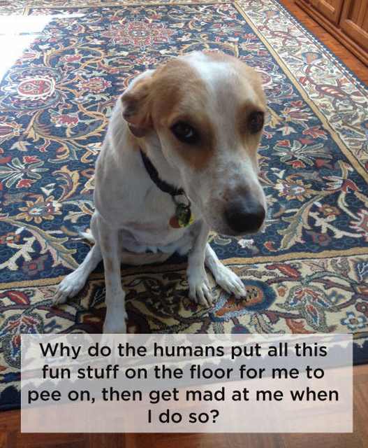 dog thoughts funny
