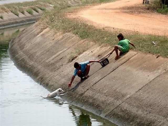 humans saving animals