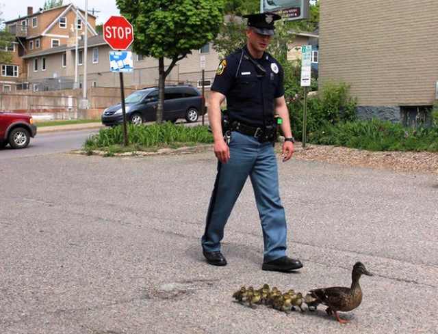 humans saving animals