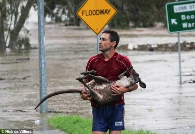 humans saving animals