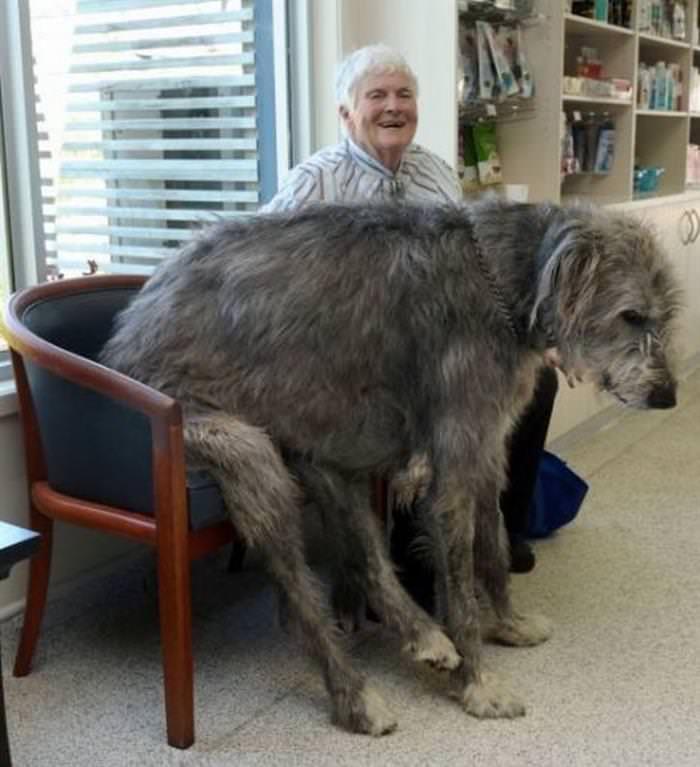 23 Gigantic Dogs You Can't Help But Love