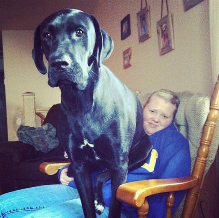 23 Gigantic Dogs You Can't Help But Love