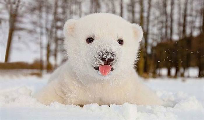 25 Animals Have a Blast in the Snow