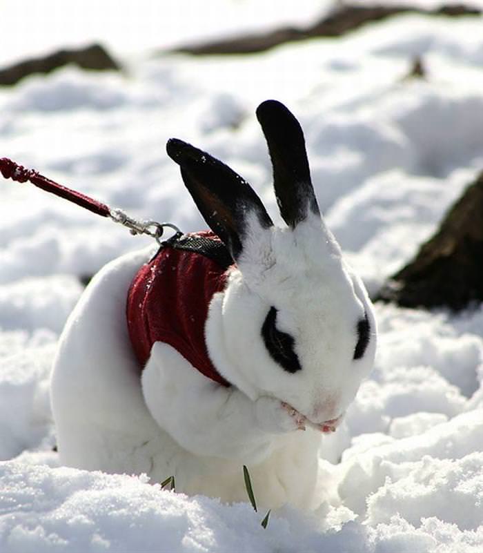 25 Animals Have a Blast in the Snow