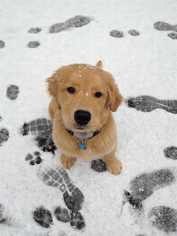 25 Animals Have a Blast in the Snow