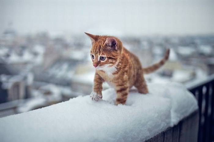 25 Animals Have a Blast in the Snow