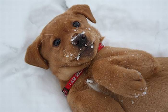 25 Animals Have a Blast in the Snow