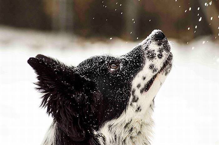 25 Animals Have a Blast in the Snow