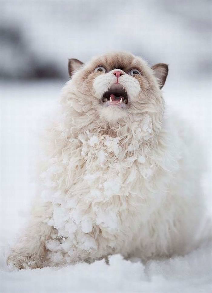 25 Animals Have a Blast in the Snow