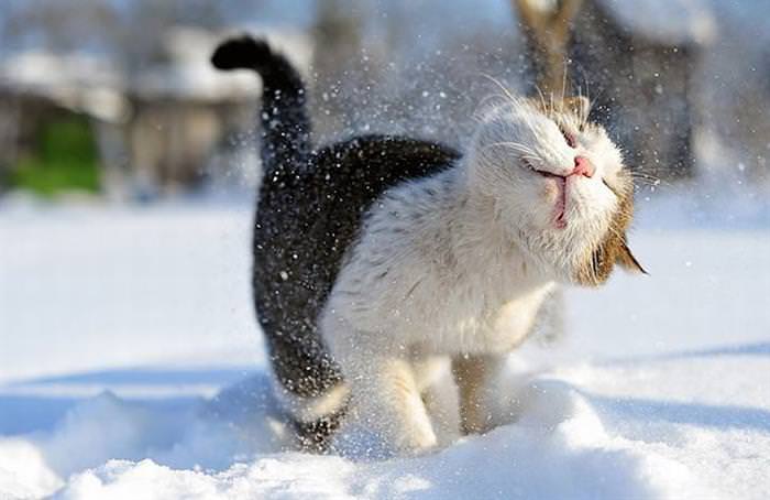 25 Animals Have a Blast in the Snow