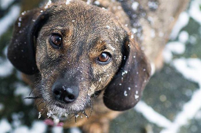 25 Animals Have a Blast in the Snow