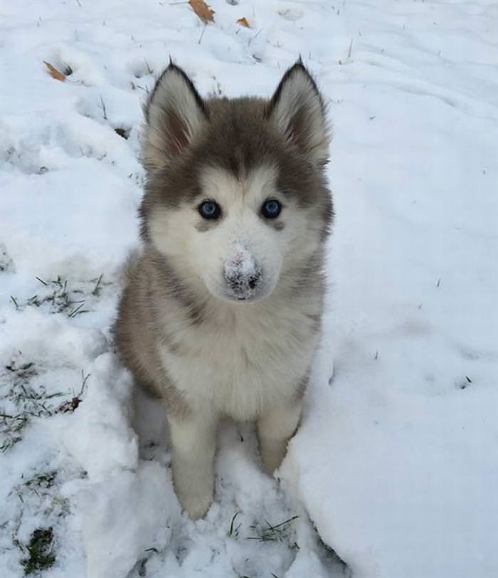 25 Animals Have a Blast in the Snow