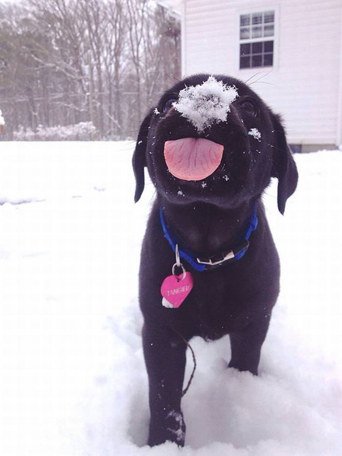 25 Animals Have a Blast in the Snow