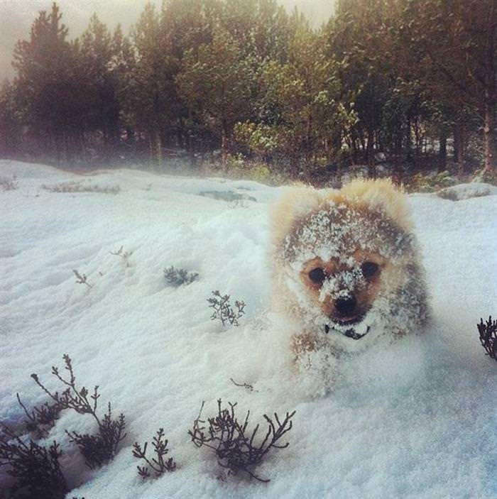 25 Animals Have a Blast in the Snow