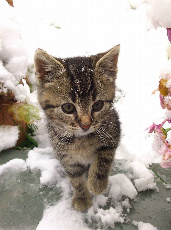 25 Animals Have a Blast in the Snow