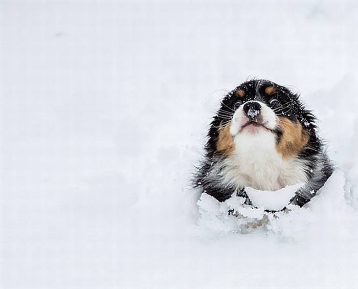 25 Animals Have a Blast in the Snow