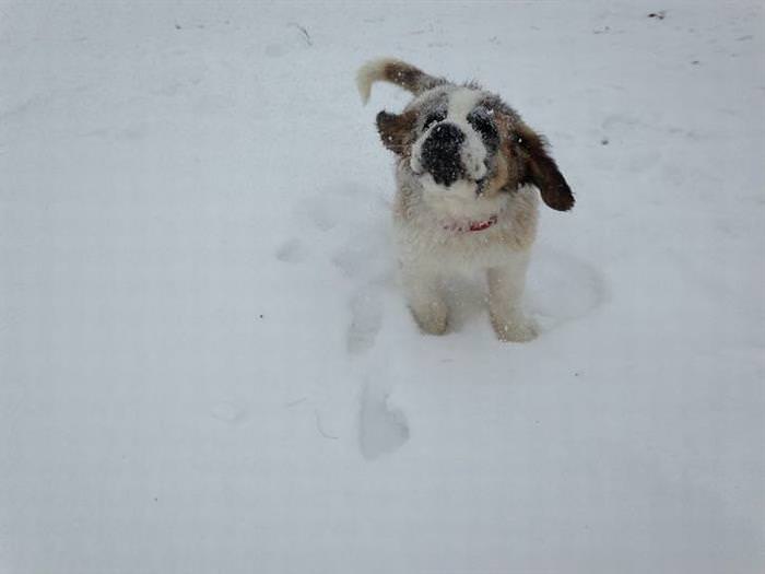 25 Animals Have a Blast in the Snow