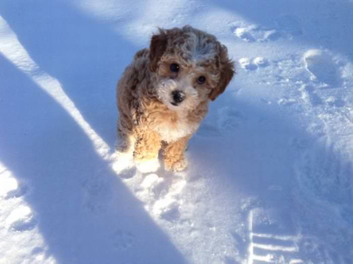 25 Animals Have a Blast in the Snow