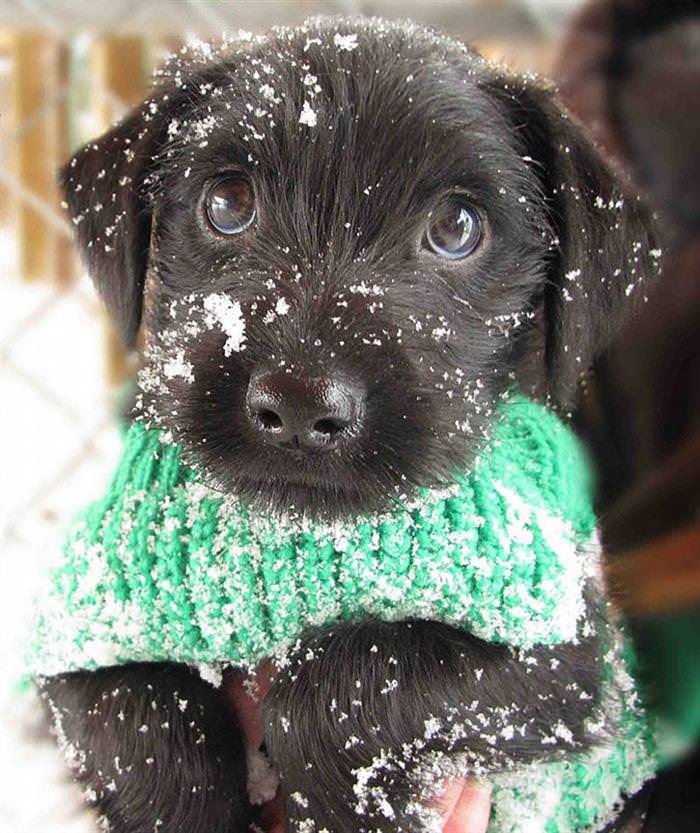 25 Animals Have a Blast in the Snow