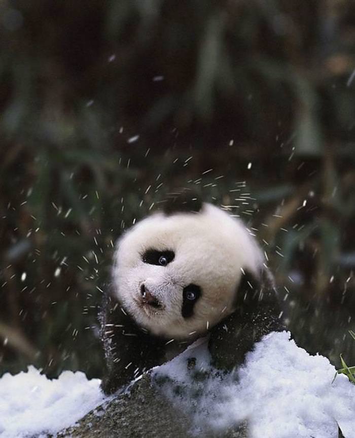 25 Animals Have a Blast in the Snow