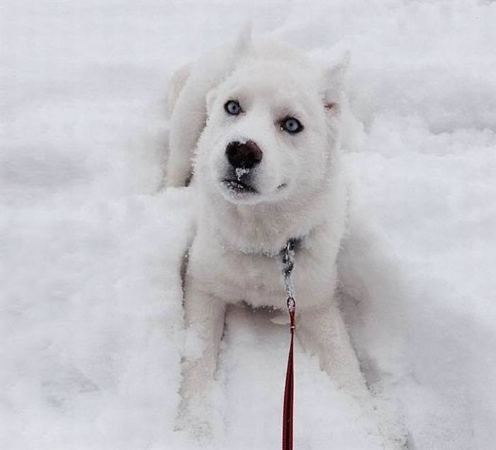 25 Animals Have a Blast in the Snow