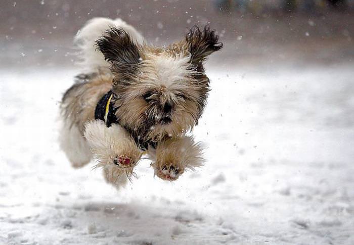 25 Animals Have a Blast in the Snow