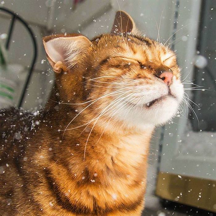 25 Animals Have a Blast in the Snow