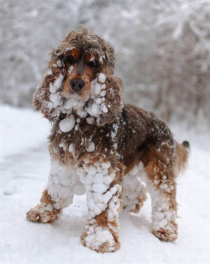 25 Animals Have a Blast in the Snow