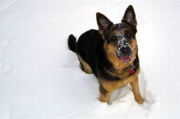 25 Animals Have a Blast in the Snow