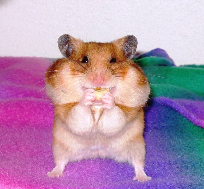 Hamsters are just so cute