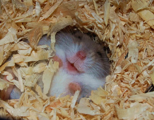 Hamsters are just so cute