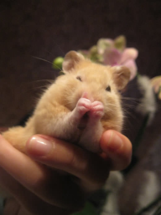 Hamsters are just so cute