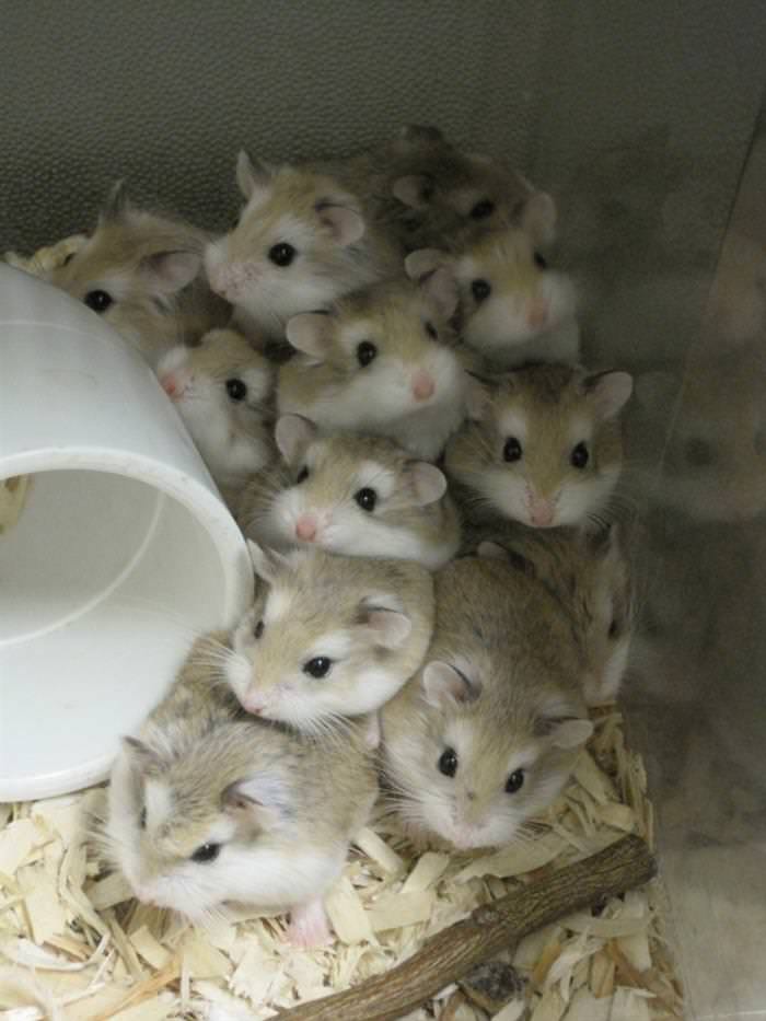 Hamsters are just so cute