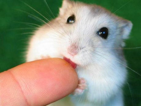 Hamsters are just so cute