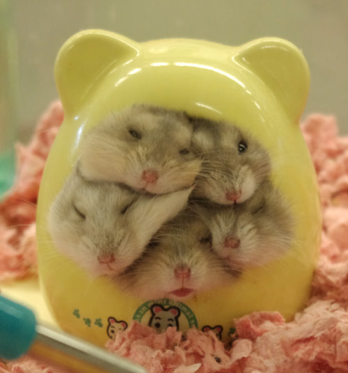 Hamsters are just so cute