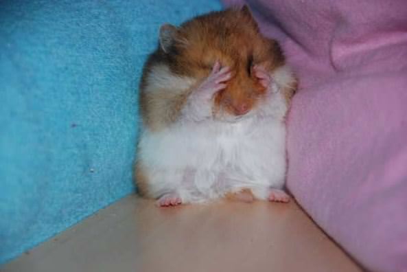 Hamsters are just so cute