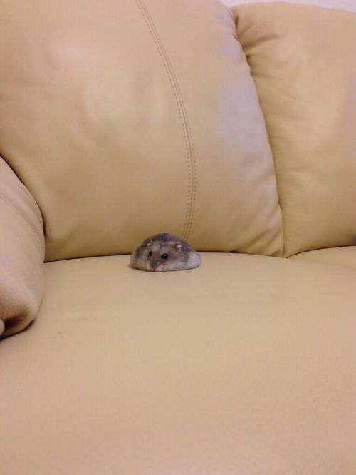 Hamsters are just so cute