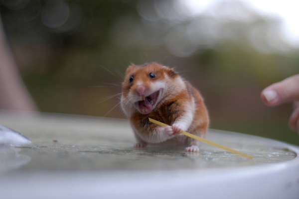 Hamsters are just so cute