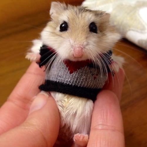 Hamsters are just so cute